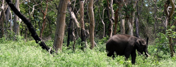 Mudumalai National Park and Wildlife Sanctuary is one of In My Love Ooty.