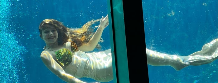 Weeki Wachee Mermaid Show is one of Tempat yang Disimpan Colleen.