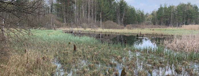 Borkovická Blata is one of Jižní čechy.