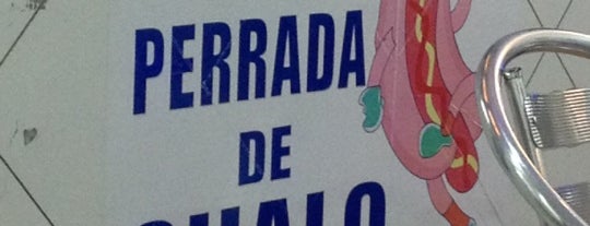La Perrada de Chalo is one of สถานที่ที่ Andrea ถูกใจ.