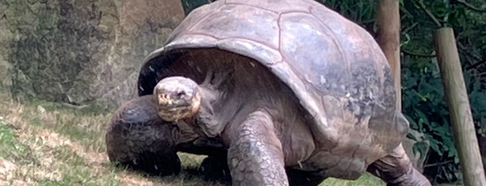 Galapagos Tortoise Exhibit is one of Lugares favoritos de Lizzie.