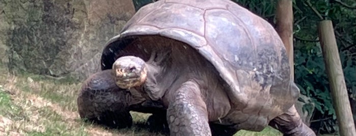 Galapagos Tortoise Exhibit is one of สถานที่ที่ Lizzie ถูกใจ.