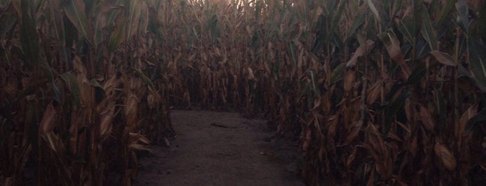 BestMaze Corn Maze is one of Lieux qui ont plu à A.