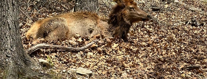 Lone Elk County Park is one of St. Louis.