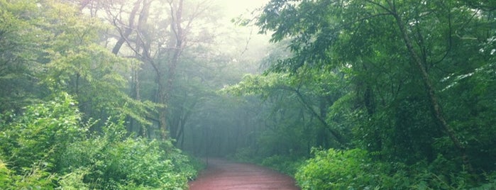 Saryeoni Forest Path Entrance is one of Lieux sauvegardés par Jihye.