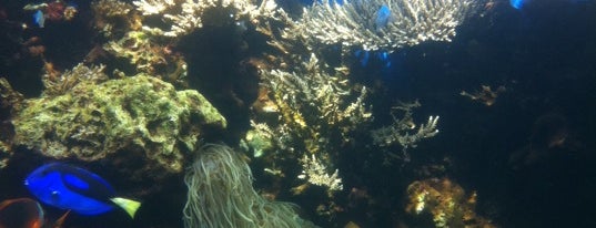 Waikiki Aquarium is one of Hawaii.