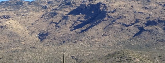 Saguaro National Park is one of Visit the National Parks.