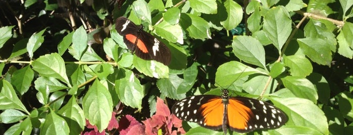 Butterfly Rainforest is one of UF Traditions.