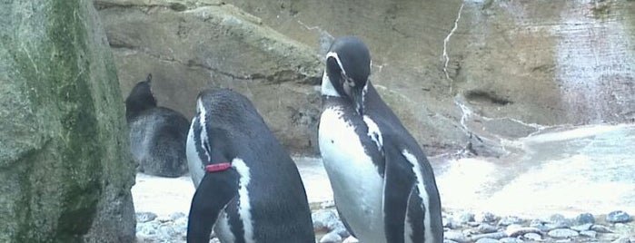 ウッドランドパーク動物園 is one of 2012 MLA Seattle.