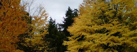 Washington Park Arboretum is one of Seattle favs.
