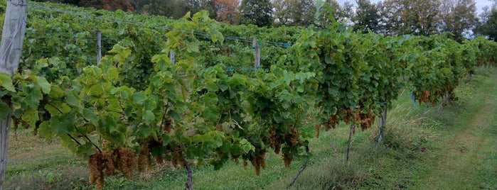 Watts Roost Vineyard is one of West Virginia Wineries.