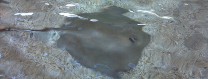 Stingrays at Caribbean Cove is one of Tempat yang Disukai Lee Ann.