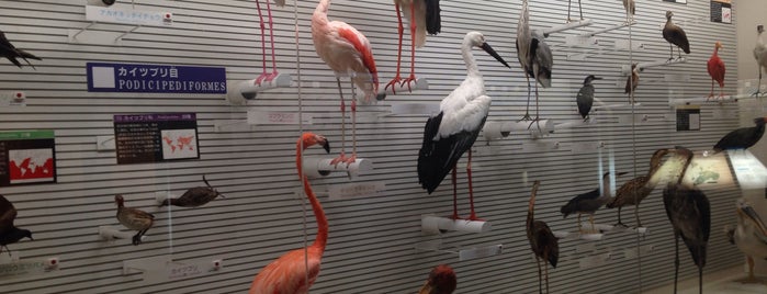 Abiko City Museum of Birds is one of 博物館(関東).