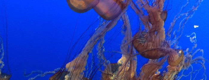 Monterey Bay Aquarium is one of สถานที่ที่ Asa ถูกใจ.