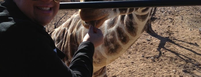 Out of Africa Wild Animal Park Painted Barrel is one of B & A's Most Non-BoGus PHX Adventure!.