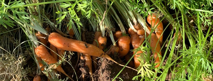 Tolmachoff Farms is one of Local Places To Visit.