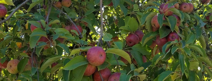 Ratzlaff Apple Farm is one of sebastopol - apple picking weekend.