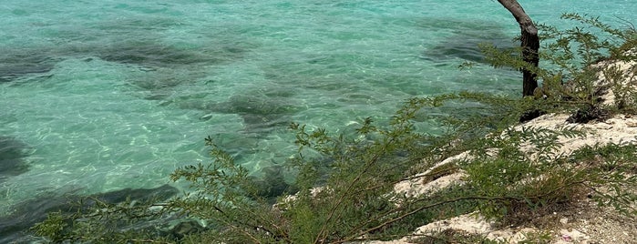Mangel Halto Beach is one of Aruba.