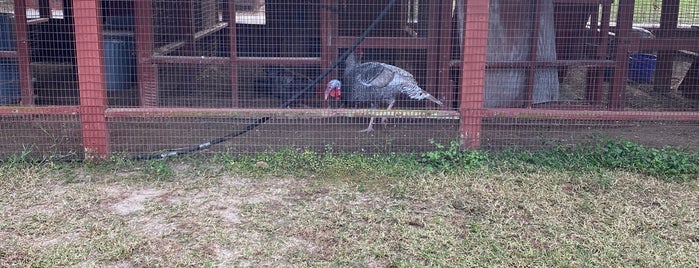 Turkey Lake Park Children's Farm is one of สถานที่ที่ Lizzie ถูกใจ.