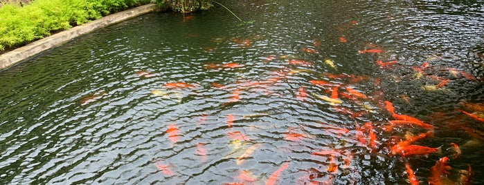 Hilton Fish Pond is one of Tahiti.