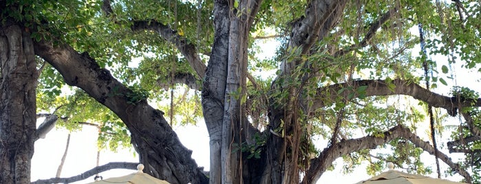 Moana Surfrider Banyan Tree is one of Hawai'i.