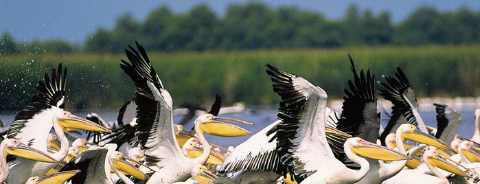 Delta Dunării / Danube Delta is one of Places to visit.
