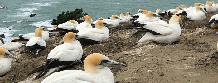 Gannet Colony is one of NZ - napier.