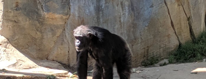 Chimpanzees of Mahale Mountains is one of Lugares favoritos de Ryan.