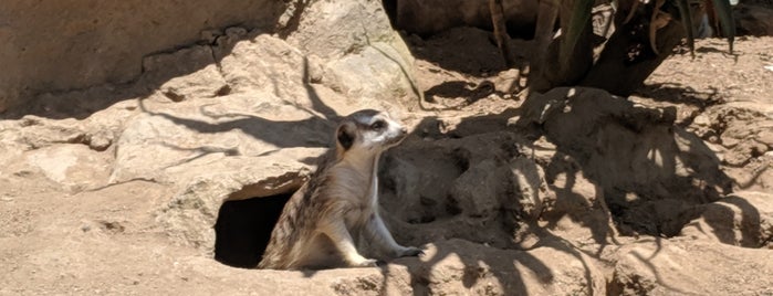 Meerkats is one of Lugares favoritos de Ryan.