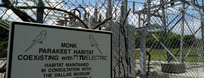 Monk Parakeet Habitat is one of nature appreciation.