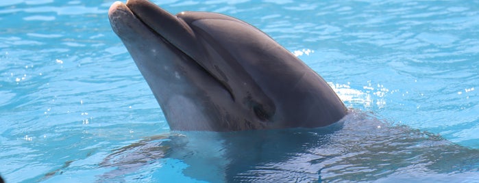 Cabo Dolphins is one of Los Cabos.