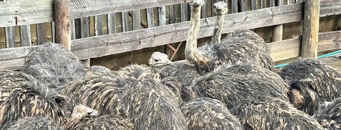 Cape Point Ostrich Farm is one of Posti che sono piaciuti a Fresh.