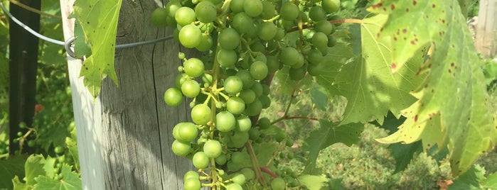 Sandhill Crane Vineyards is one of Lugares favoritos de Jason.