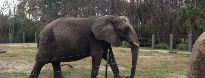 Jacksonville Zoo - Elephant is one of สถานที่ที่ Lizzie ถูกใจ.