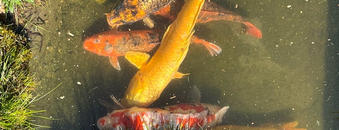 Koi Pond is one of Bay Area Outdoors.