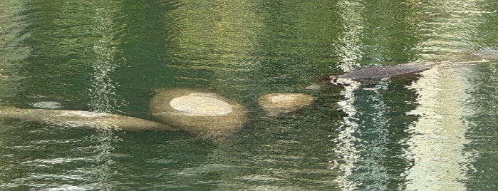 Manatee Viewing Center is one of Florida ‘19.