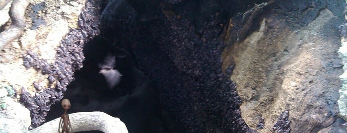 Monfort Bat Sanctuary is one of Philippines.