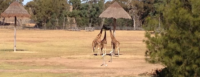 Taronga Western Plains Zoo is one of Fun Stuff for Kids around NSW.