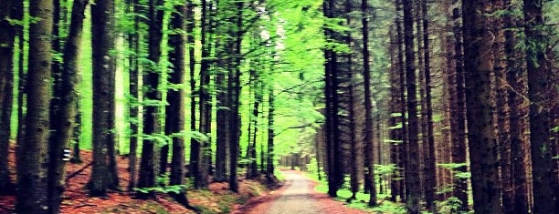 Boubín Forest is one of Sumava Bohmerwald Bohemian forest (Czech Republic).