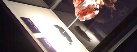 The Human Body Exhibition is one of Musei da visitare.