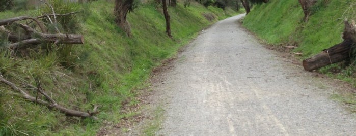 Warburton Trail is one of Bionic's Melbourne Bucket List.