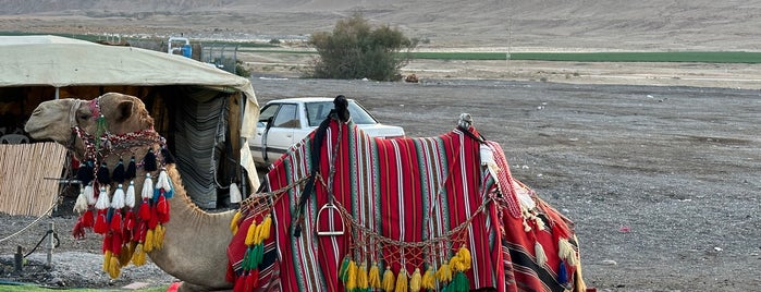 Massada Desert Mountains is one of Marlon'un Beğendiği Mekanlar.
