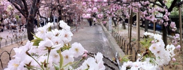 Japan Mint is one of Travel : Sakura Spot.