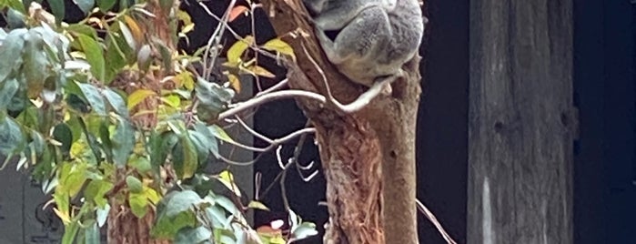 Koala Crossing is one of Zoo.