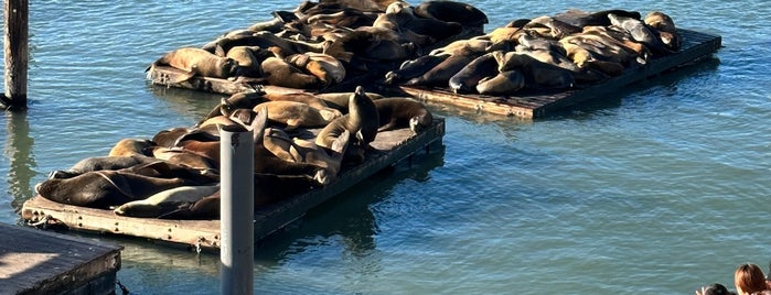 Sea Lion Center is one of San Francisco.