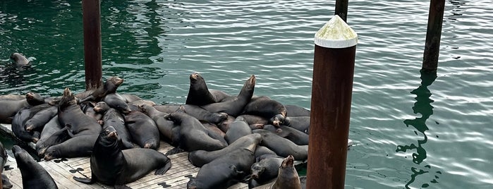 Newport Sea Lions is one of Dimitri 💕.