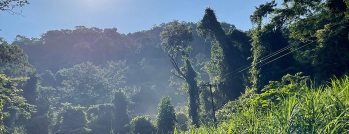 selva lacandona is one of Chiapas.