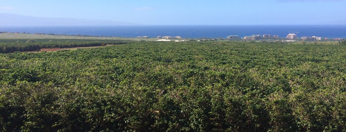 Ka'anapali Coffee Farms Viewing Platform is one of 2014 HAWAII Maui.