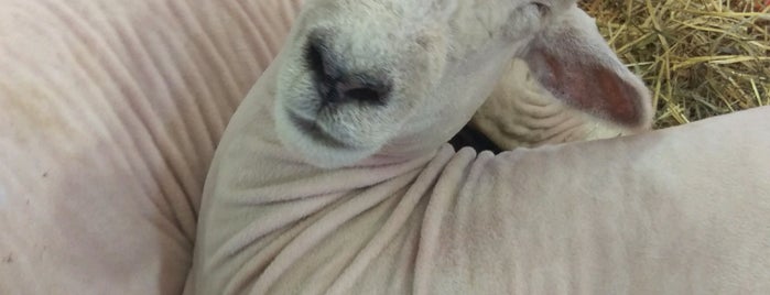 Sheep & Goat Barn is one of Louise M'ın Beğendiği Mekanlar.