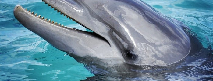 Dolphin Academy is one of Curacao.
